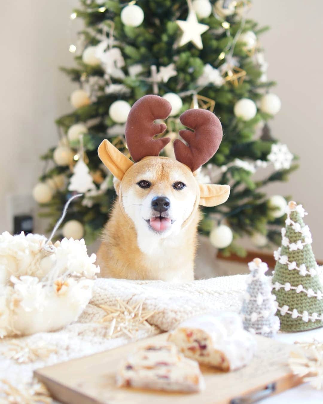 柴犬 ゆりさんのインスタグラム写真 - (柴犬 ゆりInstagram)「2019.12.25 Merry Christmas✨🎄✨ トナカイVer.  今年のクリスマスメニューは、パン教室で作ったシュトレンだけ💦 ゆりには弟がわんこ用ケーキ買ってきてくれました🍰 しかも２つも❣️ みんなゆりには甘いんだから😂  #christmas #stollen #dog #dogstagram #dogsofinstaworld #dogsofinstagram #shibainu #shibastagram #team_jp_ #tokyocameraclub #igersjp #pecoいぬ部 #クリスマス #シュトーレン #シュトレン #柴犬 #犬 #なりきりクリスマス #ビューティープロコンテスト @beautypro_contest #ペティオクリスマス #クリスマスわんこ @animalabo_official」12月25日 23時18分 - shibainuholic