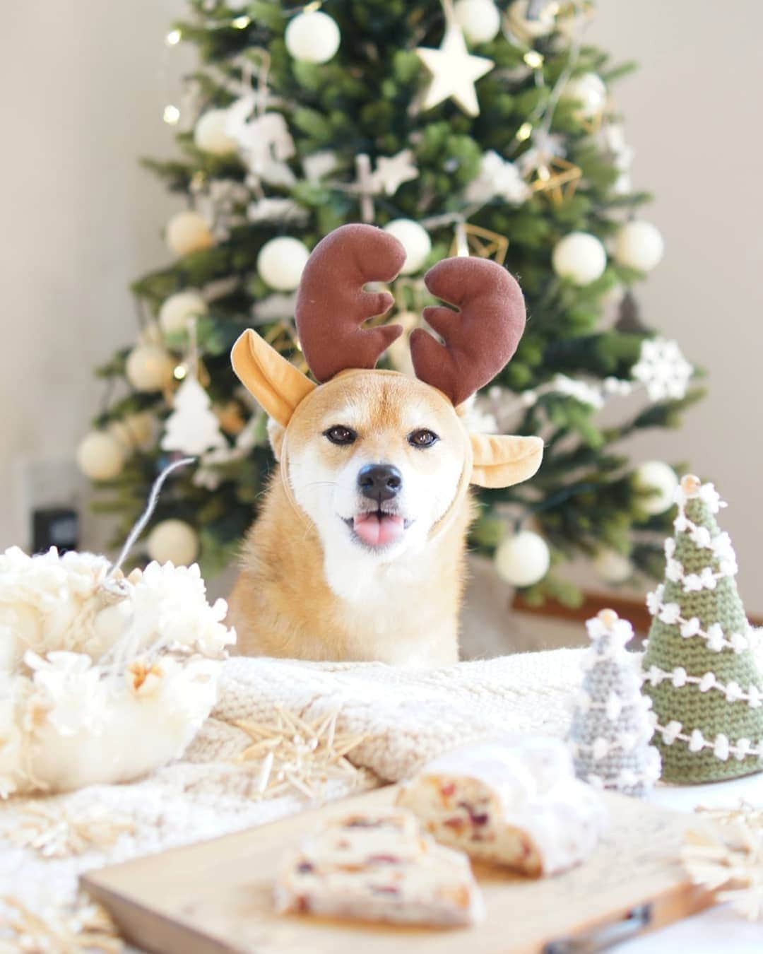 柴犬 ゆりのインスタグラム：「2019.12.25 Merry Christmas✨🎄✨ トナカイVer.  今年のクリスマスメニューは、パン教室で作ったシュトレンだけ💦 ゆりには弟がわんこ用ケーキ買ってきてくれました🍰 しかも２つも❣️ みんなゆりには甘いんだから😂  #christmas #stollen #dog #dogstagram #dogsofinstaworld #dogsofinstagram #shibainu #shibastagram #team_jp_ #tokyocameraclub #igersjp #pecoいぬ部 #クリスマス #シュトーレン #シュトレン #柴犬 #犬 #なりきりクリスマス #ビューティープロコンテスト @beautypro_contest #ペティオクリスマス #クリスマスわんこ @animalabo_official」