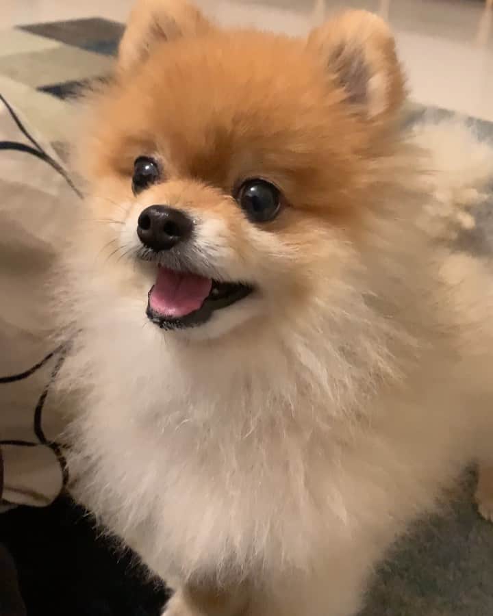 RIO POMEのインスタグラム：「散歩だよ❗️ 散歩行きたいんだよ〜🐶 ごはん❓ ごはん今はちゃう❗️ はびちゃんとも会話✨  Merry Xmas🎄  みなさん今日も素敵な1日でしたか❓ リオのとこも今日気持ちだけクリスマス料理とケーキ🍰を食べましたよ✨  明日はママさんが大阪まで夜おでかけするんでリオはにいちゃんたちとお留守番がんばるよ✨  #ポメラニアン #pomeranian  #犬 #dog #dogstagram#doglover #愛犬 #わんこ #ポメラニアン大好き #ポメラニアンが世界一可愛い #pom #ぽめらにあん #ポメ#pomeraniansofinstagram  #pomeranianlove #ふわもこ部 #いぬバカ部 #癒しわんこ#instapic#pomstagram #puppy #dogsofinstagram #cute#cutedog」
