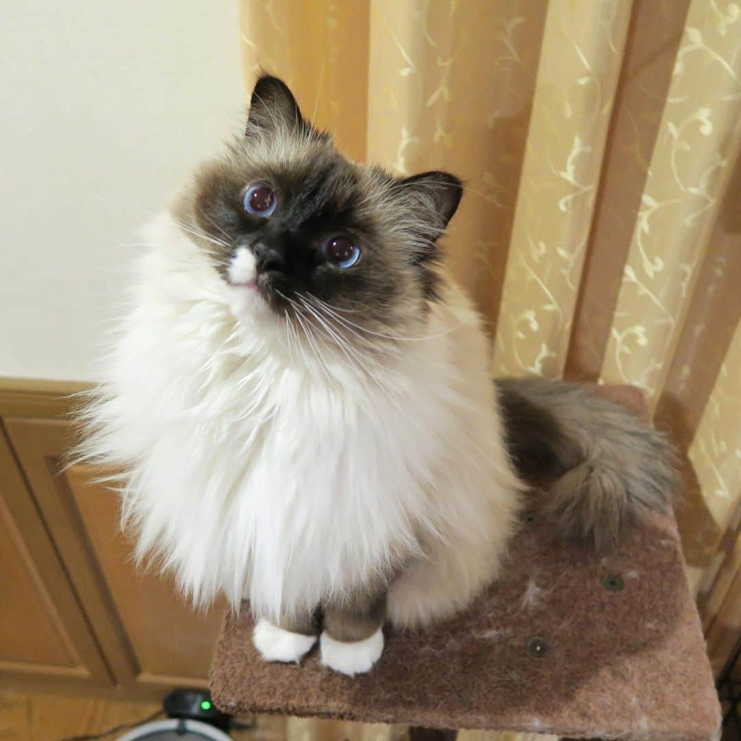 takegaeruのインスタグラム：「過去写真です もふもふちゃん、おやすみにゃさい♬ #cat #猫 #ragdoll #ラグドール #ホワイトポッチーズ #goodnight」