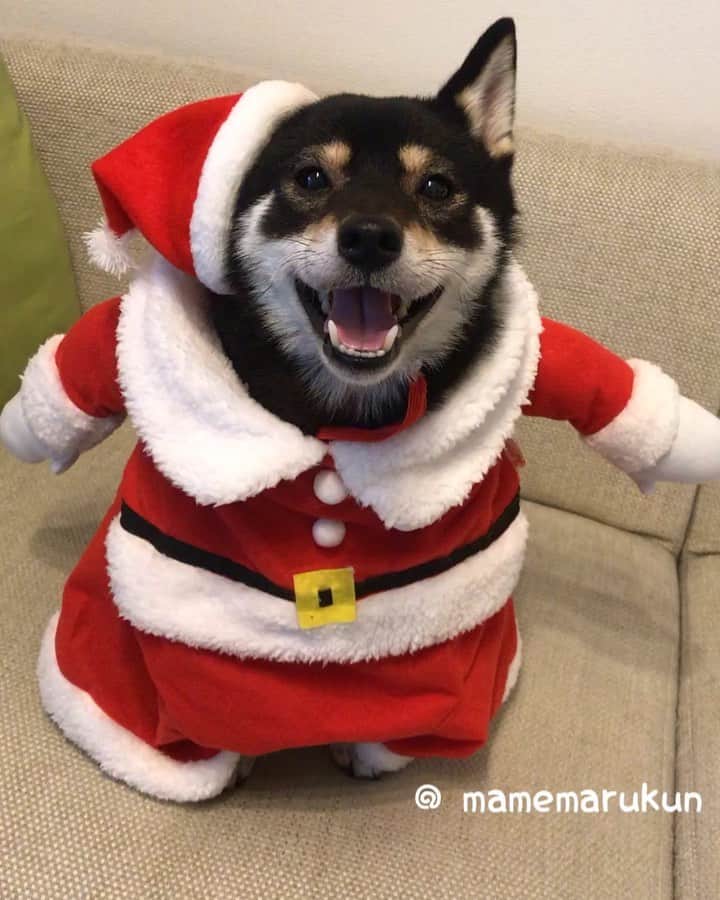まめ丸のインスタグラム：「* * ふとっちょサンタさん🎅で メリークリスマス🐶🎄💓 #だんだん閉まる口 シリーズ * Merry Christmas🐶💓🎅🎄 * #まめ丸サンタ #まちがえて送られてきたXLサイズ * #柴犬#豆柴#柴#黒柴#犬#わんこ#かわいい#しばいぬ#shiba#shibainu#shibastagram#puppy#instadog#dogstagram#dogsofinstagram#dog#instashiba#petstagram#blackshiba#proudshibas#cute#adrable#강아지#멍스타그램#개스타그램#Christmas#まめ丸二足歩行」