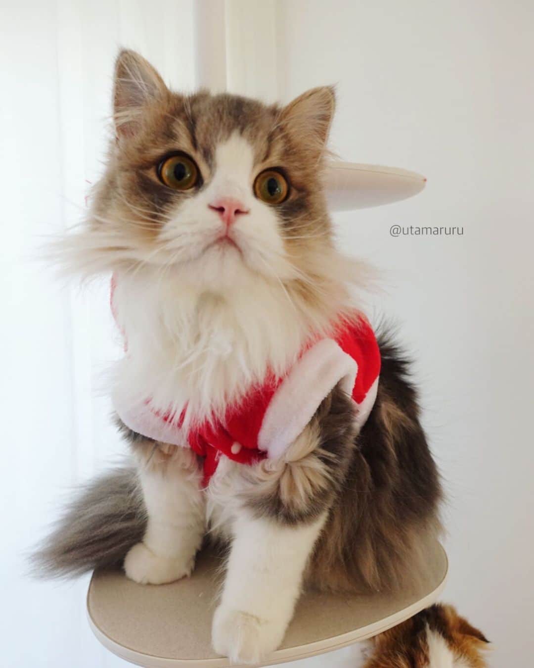 のインスタグラム：「こちらは睦太です☺️ . むっちゃんは体が1番大きいので お洋服がぱつぱつでした…😅 ボタン閉まらなかった…」