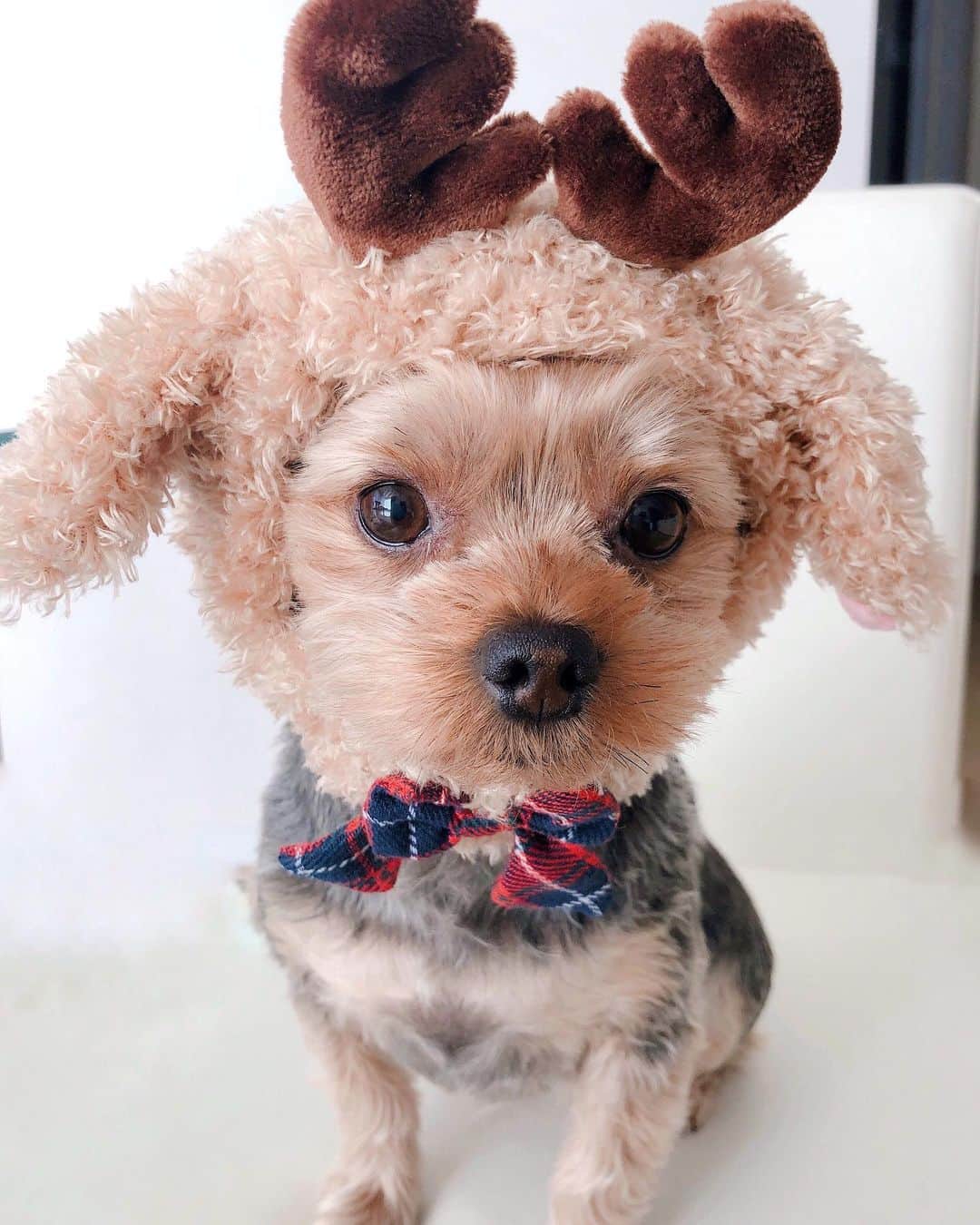 おりもあいさんのインスタグラム写真 - (おりもあいInstagram)「Merry Christmas🎄🎅💝 ちぃ🐶はサンタさんよりトナカイのほうが似合う🤣💕 ⠀ #ヨーキー #ヨークシャテリア #愛犬 #Yorkie #yorkshireterrier」12月25日 14時54分 - ai_orimo