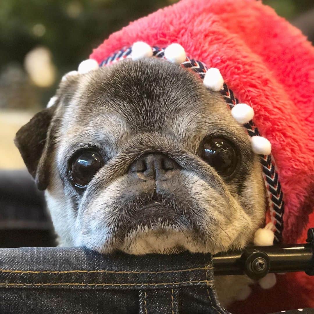 八兵衛のインスタグラム：「Happy holidays😘❤️ * * 鬼勤務の束の間の休みも 残務と眠さで 白髪染めの時間しか 残ってないぞw * * #本日の予定が白髪染め🎄 #いつも以上にコメ返できずごめんなさい  #ほぼ黒パグ #おじいちゃん犬 #pug #puggy #puglife #puglove #petstagram #pugstagram #pugsofinstagram #pugs #dog #ふわもこ部  @igersjp #IGersJP #east_dog_japan #pecoイヌ部 #八兵衛 #はちべえ #朝ワンコ夕ニャンコ」