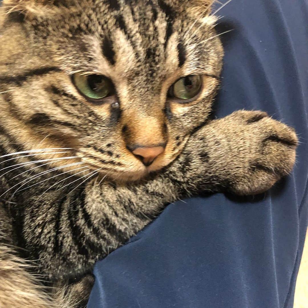 のインスタグラム：「2019年最後の帰省🏠 ゆきちゃんベイビーに会いに行ったり👼  岩に行ったり🐒 変顔するようになった甥っ子と遊んだり👼 忘年会したり🍻 こむぎが私のこと忘れてたり😭 でも最終的には一緒に寝るくらい思い出してくれた🐱❤️ みなさん構ってくれてありがとうございました🙇‍♀️ ㅤㅤㅤㅤㅤㅤㅤㅤㅤㅤㅤㅤㅤ #帰仙  #楽しかった  #1001投稿目」