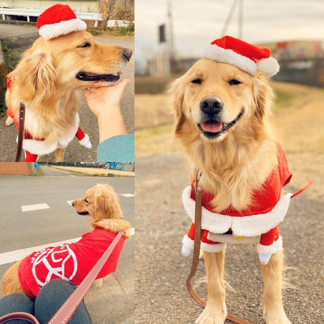 鈴木克彰さんのインスタグラム写真 - (鈴木克彰Instagram)「Merry Xmas🤶🐶モモを✨バッチリ決めて👌お散歩中〜😁✨❤️ #ゴールデンレトリバー #ゴールデン #わんこ #ワンコ #親バカ #モフモフ #ワンワン」12月25日 15時35分 - suzuki.katsuaki