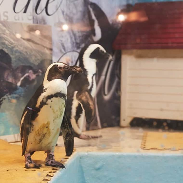 東京メトロ/Find my Tokyo.さんのインスタグラム写真 - (東京メトロ/Find my Tokyo.Instagram)「【challenge581】ペンギンのいるバーに行こう！ お店の中に大きな水槽があって、すぐ近くにペンギンがいるなんて、すごいと思いませんか？ペンギンが主役のお店で一番盛り上がるのは、何と言っても「えさやりタイム」。希望するお客さん全員がペンギンに直接えさをあげることができるんです。  #ペンギンのいるBAR #みんな大好きペンギン #池袋 #バー #驚きTOKYO #ペンギンを愛でながらのお酒 #いつでも会えるペンギン #ファインダー越しの私の世界 #カメラ好きな人と繋がりたい #カメラ女子 #動物好きな人と繋がりたい #findmytokyo」12月25日 15時36分 - challenge_find_my_tokyo