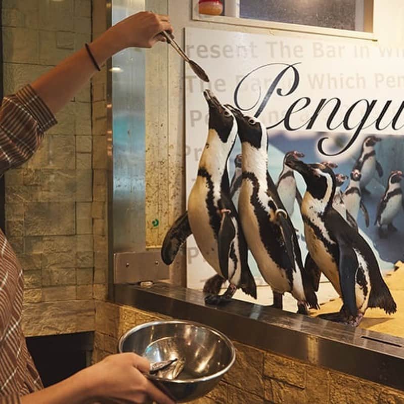 東京メトロ/Find my Tokyo.のインスタグラム：「【challenge581】ペンギンのいるバーに行こう！ お店の中に大きな水槽があって、すぐ近くにペンギンがいるなんて、すごいと思いませんか？ペンギンが主役のお店で一番盛り上がるのは、何と言っても「えさやりタイム」。希望するお客さん全員がペンギンに直接えさをあげることができるんです。  #ペンギンのいるBAR #みんな大好きペンギン #池袋 #バー #驚きTOKYO #ペンギンを愛でながらのお酒 #いつでも会えるペンギン #ファインダー越しの私の世界 #カメラ好きな人と繋がりたい #カメラ女子 #動物好きな人と繋がりたい #findmytokyo」