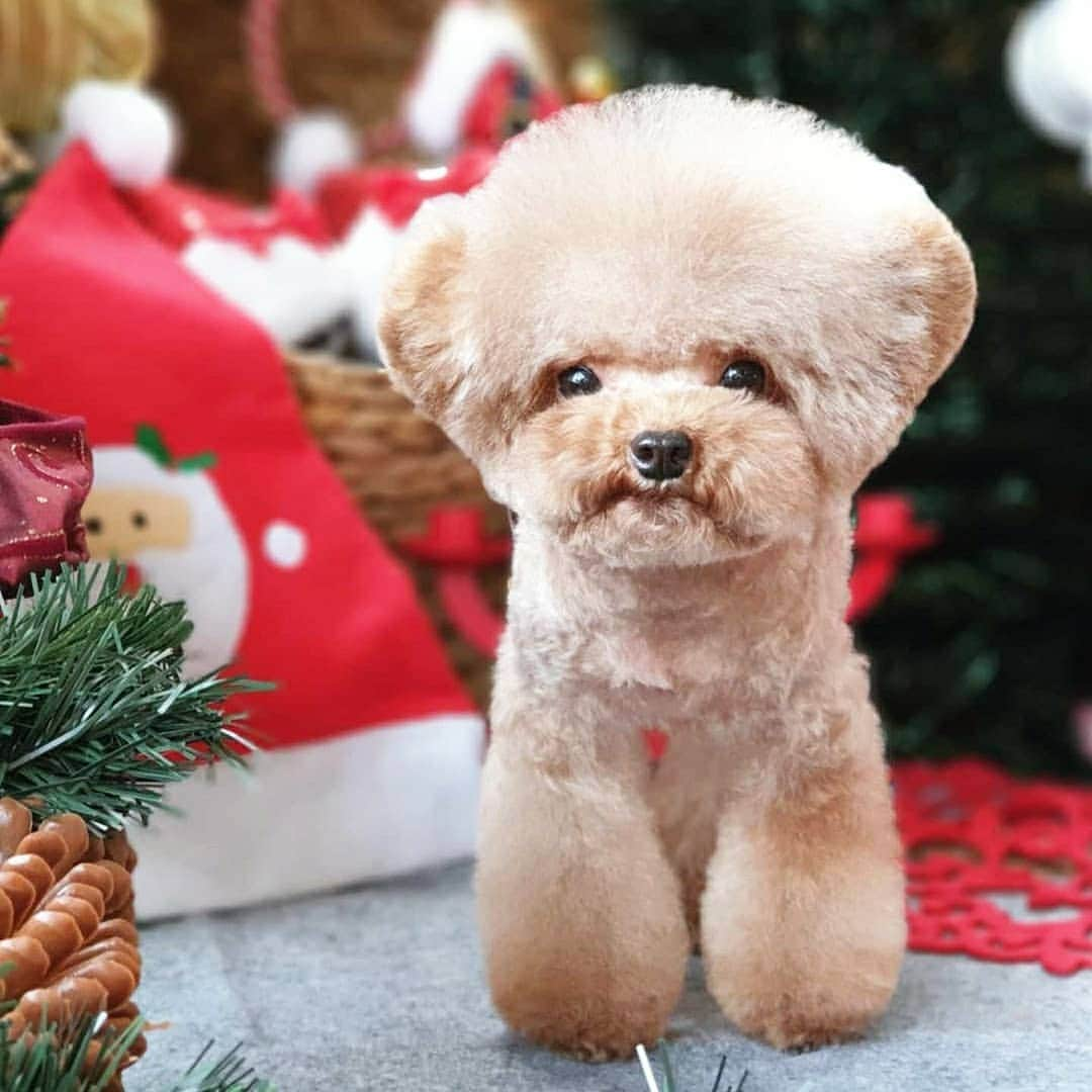 띠비비샤샤루루슈엘のインスタグラム：「. Merry Christmas🎅 . . . #Shu #슈 #TeddySHU #Teddybear #poodle #toypoodle #푸들 #토이푸들 #살롱드보떼」