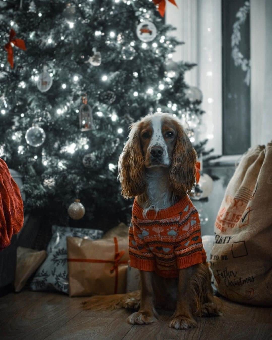 アクセサライズのインスタグラム：「Wishing you all a very merry and happy Christmas day, from all of us to all of you! P.S How pawfect does @olli_thecocker look!  Tap the link in the bio to shop now. #Accessorize」