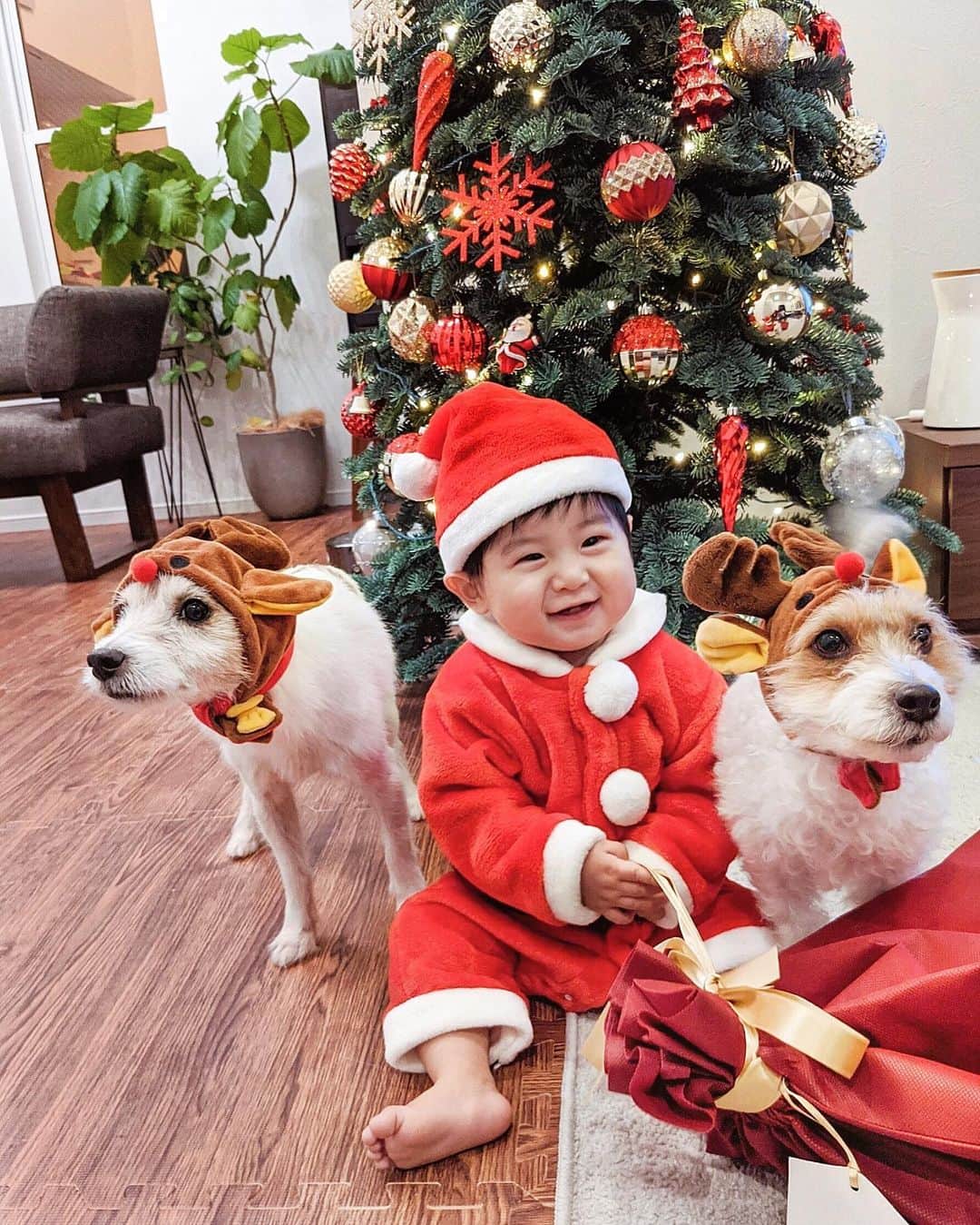 ソンイのインスタグラム：「メリクリ🎅🏼🎄🎁 ちびサンタさん with 2匹のトナカイ🎅🏼🐶🐶 #シュシュの付き合わされてる感　#遠い目 #頭の中はご褒美のおやつでいっぱい」