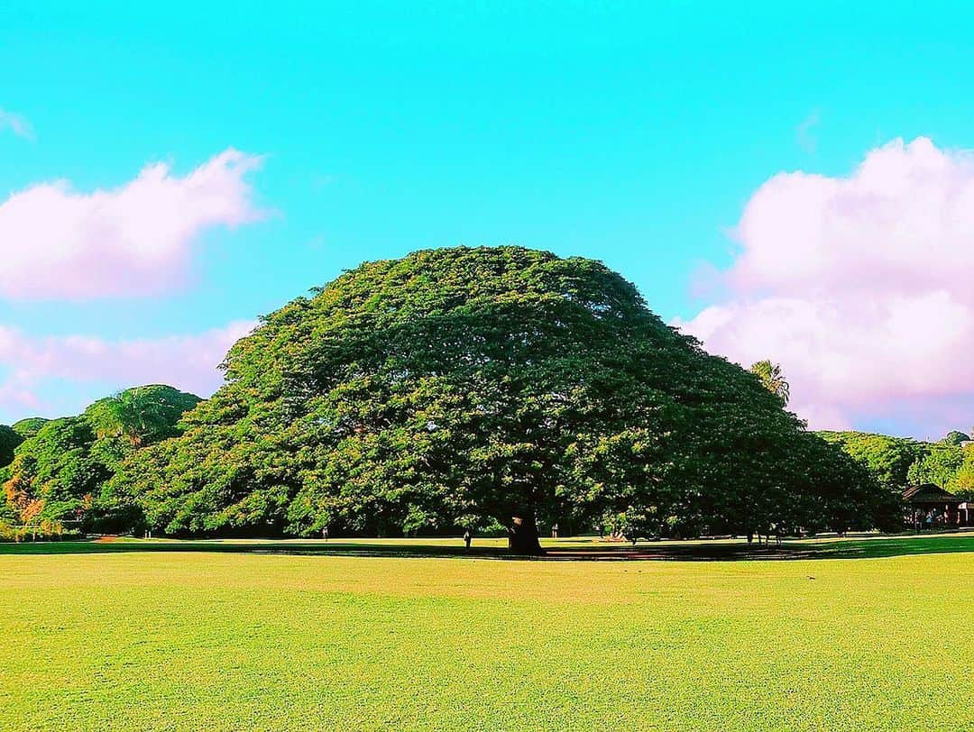 大山恵理乃さんのインスタグラム写真 - (大山恵理乃Instagram)「. #ハワイ #オアフ島 #この木なんの木 . . 子供の頃から観ていて ずっと実際に見たかったモノを見れた嬉しさったらない。 . . #日立の木 #モンキーポット #モアナルアガーデン  #3回目の訪問　 #ここに来るならやっぱり夕方 #貸切状態 ♡ . . #hawaii #moanaluagardens  #하와이 #모아나루아가든」12月25日 16時09分 - erino_ohyama