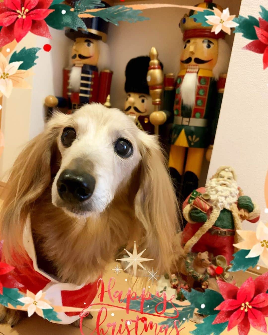 向日葵?さんのインスタグラム写真 - (向日葵?Instagram)「Merry Xmas🎄 ＊ #クリスマス #犬#ダックス#ダックスフンド#ミニチュアダックス#dachs#いぬぐみ📛#pecoいぬ部#シニア犬 #よく寝るシニア犬#わんぱく部#サンデイ#todayswanko #east_dog_japan #ボンボンハイスクール」12月25日 16時33分 - hinata.miyuki