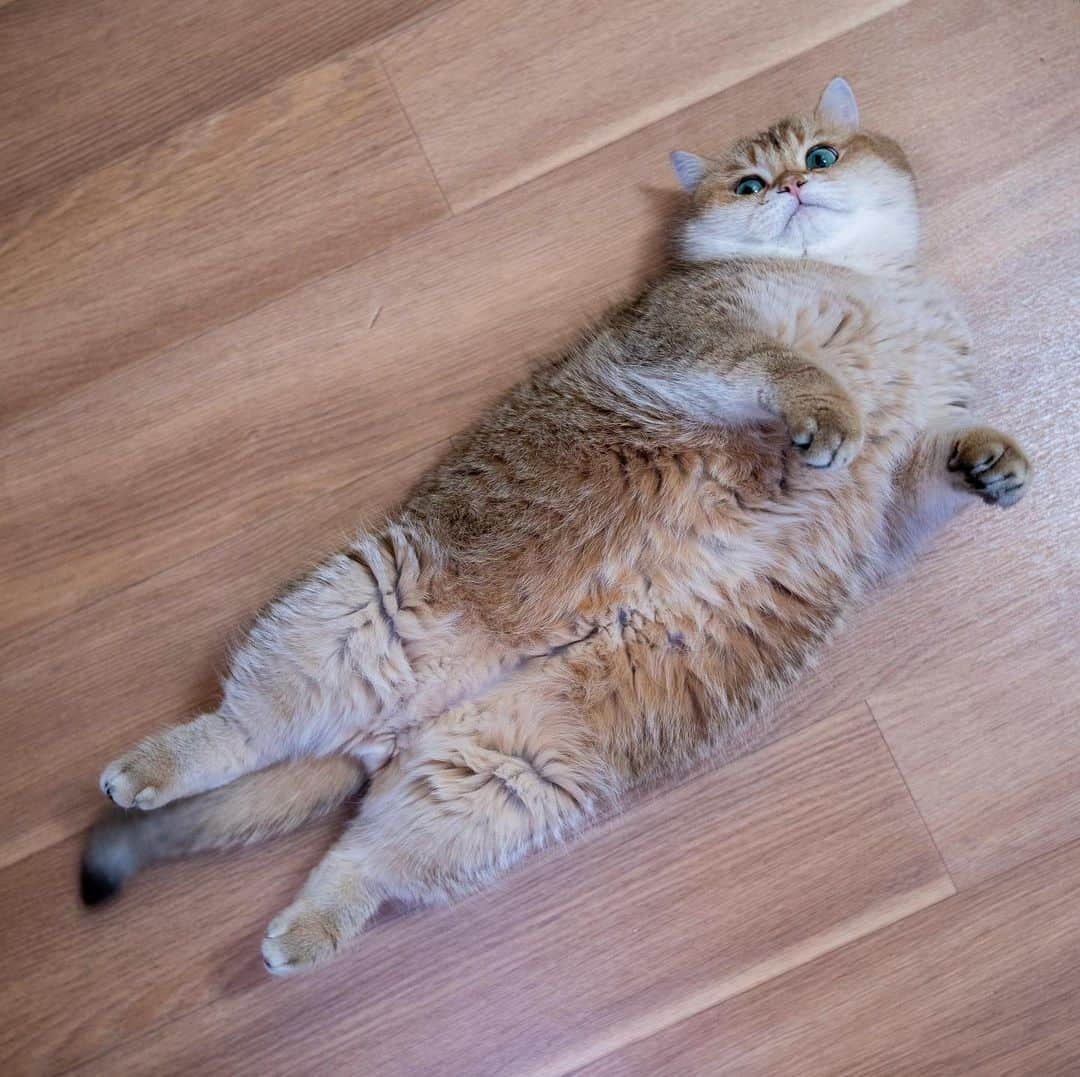 Hosicoさんのインスタグラム写真 - (HosicoInstagram)「I'm a fluffy golden snowflake ❄️😹」12月25日 16時39分 - hosico_cat