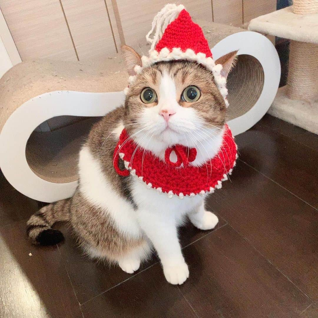 miuさんのインスタグラム写真 - (miuInstagram)「メリークリスマスにゃん💓 💓 #cat #ミックス猫 #スコッティッシュフォールド #チンチラ #にゃ #猫 #かわいい #ペコねこ部 #みう  #甘えん坊 #ねこ #猫好きさんと繋がりたい #にゃんすたぐらむ #にゃんだふるらいふ #ねこすたぐらむ #picneko #ピクネコ #猫のいる生活」12月25日 16時50分 - miugram0126