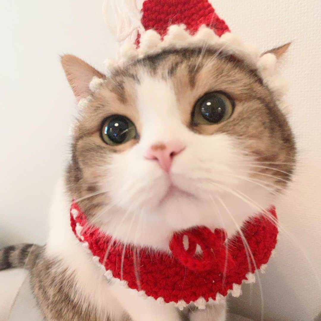 miuさんのインスタグラム写真 - (miuInstagram)「メリークリスマスにゃん💓 💓 #cat #ミックス猫 #スコッティッシュフォールド #チンチラ #にゃ #猫 #かわいい #ペコねこ部 #みう  #甘えん坊 #ねこ #猫好きさんと繋がりたい #にゃんすたぐらむ #にゃんだふるらいふ #ねこすたぐらむ #picneko #ピクネコ #猫のいる生活」12月25日 16時50分 - miugram0126