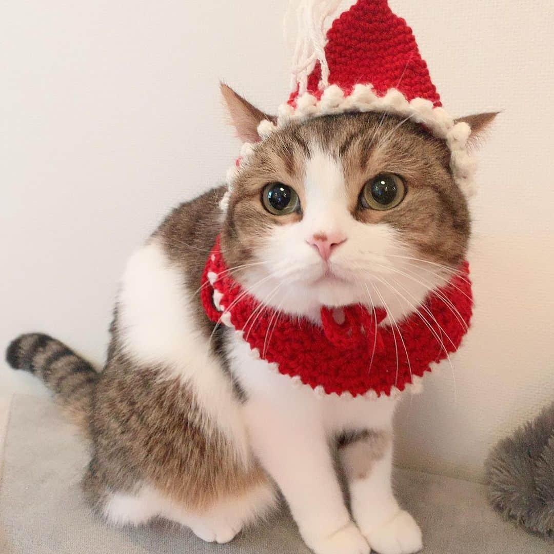 miuさんのインスタグラム写真 - (miuInstagram)「メリークリスマスにゃん💓 💓 #cat #ミックス猫 #スコッティッシュフォールド #チンチラ #にゃ #猫 #かわいい #ペコねこ部 #みう  #甘えん坊 #ねこ #猫好きさんと繋がりたい #にゃんすたぐらむ #にゃんだふるらいふ #ねこすたぐらむ #picneko #ピクネコ #猫のいる生活」12月25日 16時50分 - miugram0126