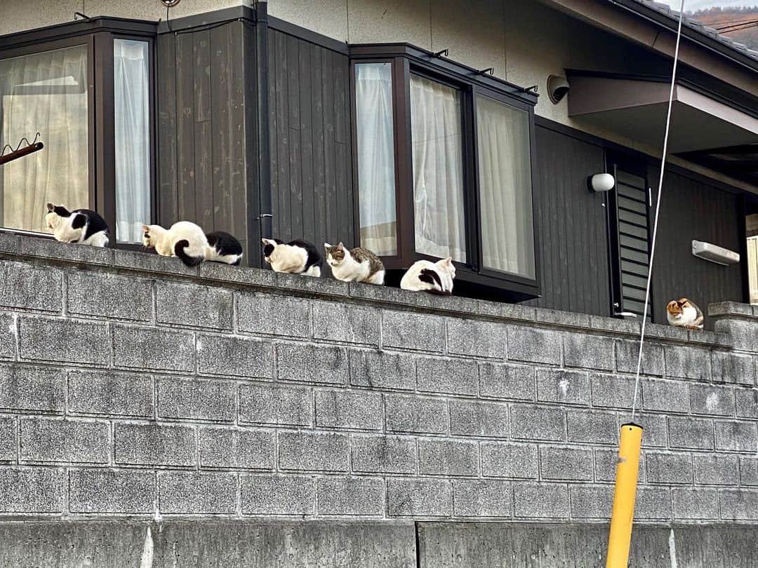 平井卓也さんのインスタグラム写真 - (平井卓也Instagram)「小豆島の挨拶回り中に7匹の猫が塀の上に並んでいるのを発見。間違いなく一家で、顔もそっくり。猫が休んでいる姿に癒されます。小豆島は猫にとっても棲みやすいところです。#平井卓也　#小豆島　#猫のいる暮らし #猫」12月25日 17時03分 - hiratakuchan0125