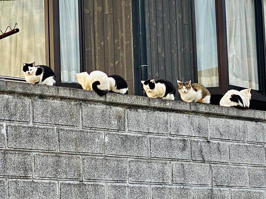 平井卓也さんのインスタグラム写真 - (平井卓也Instagram)「小豆島の挨拶回り中に7匹の猫が塀の上に並んでいるのを発見。間違いなく一家で、顔もそっくり。猫が休んでいる姿に癒されます。小豆島は猫にとっても棲みやすいところです。#平井卓也　#小豆島　#猫のいる暮らし #猫」12月25日 17時03分 - hiratakuchan0125