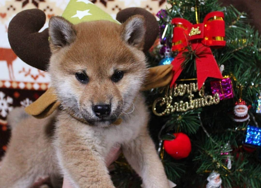 柴犬たま Shibainu Tamaさんのインスタグラム写真 - (柴犬たま Shibainu TamaInstagram)「今年はちびサンタ＆トナカイさん達も総動員💨💨 * Caption trans🇬🇧 This year we have a lot of little Santa Claus and little reindeer💨💨 * #たま家族 #ミケbaby #柴犬コイ #柴犬トロ #柴犬ウニ #おしゅし兄弟 #生後58日目 #クリスマス #Christmas #Xmas #クリスマスツリー #ポンチョ #サンタクロース #サンタさん #トナカイ #仲良し兄弟 #ふわもこ #たれみみ #柴犬 #shiba #shibainu #shibastagram #犬 #dog #柴犬赤ちゃん #shibababy #shibainubaby #baby #多頭飼い」12月25日 17時07分 - tama7653