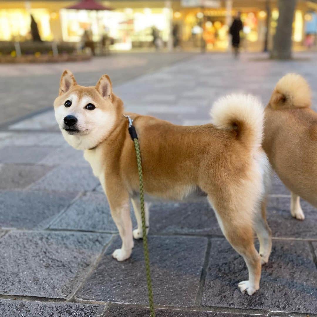 柴犬Mamesuke・Korosuke??大阪さんのインスタグラム写真 - (柴犬Mamesuke・Korosuke??大阪Instagram)「🐱🐻 🐾----*----*----*----*🐾 僕たちのプレゼントを買いに来たのかな🥰 #残念ながらママとパパの買い物だよ #豆コロとクリスマスデート #いっぱいナデナデしてもらったよ 🐾----*----*----*----*🐾 #MameKoro #豆コロ #West_dog_japan #豆柴 #柴犬 #赤柴 #豆介 #コロ介 #shibagram #shibastagram #shibainu #shiba #shibadog #🐕📷 #いぬのきもち」12月25日 17時15分 - mame_suke_i