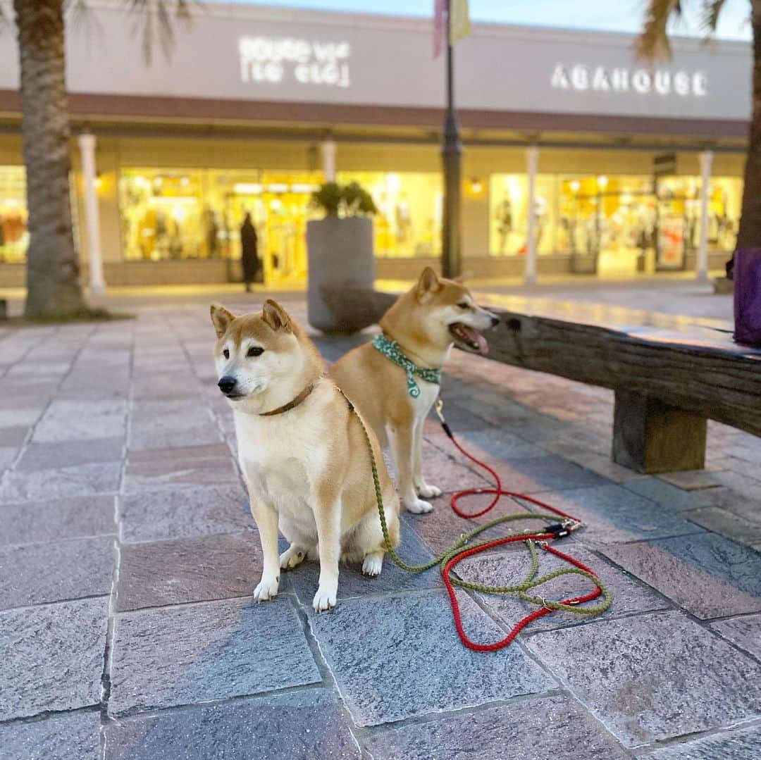 柴犬Mamesuke・Korosuke??大阪のグルメインスタ
