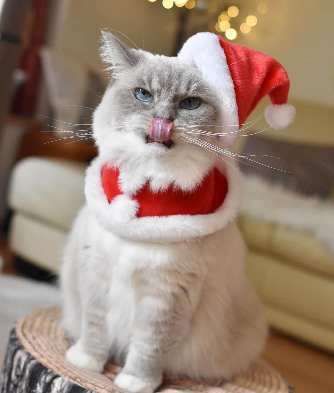 しるこさんのインスタグラム写真 - (しるこInstagram)「2019.12.25 #1225ちるちる . 可愛いサンタコスが何でか普通に見えるよw むんっ❤️ . #ペトことクリスマス2019 #冬猫miawmiaw2019  #アイリスプラザ#アイリスクリスマスフォトコン2019 #peppyクリスマス #12月25日応募 #ペティオクリスマス #excellent_cats #cat_features #picneko#IGersJP#サンデイ#cats_of_world #catsofinstagram #instagramjapan #無敵の親バカ同盟 #ふわもこ部 #ペコねこ部 #ペトこと猫部 #ねこ#cat#猫 #ラグドール #ふわもこ部 #ペコねこ部 #ペトこと猫部 #ねこ#cat#猫 #ラグドール#ラグドールしるこ」12月25日 17時29分 - shirukotan