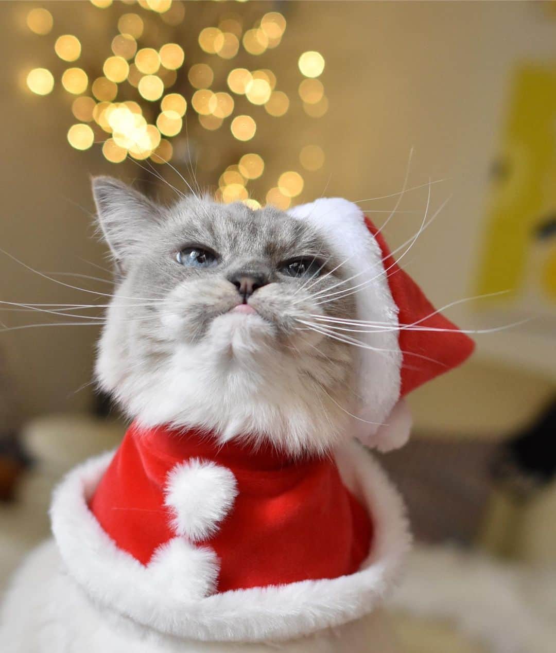 しるこさんのインスタグラム写真 - (しるこInstagram)「2019.12.25 #1225ちるちる . 可愛いサンタコスが何でか普通に見えるよw むんっ❤️ . #ペトことクリスマス2019 #冬猫miawmiaw2019  #アイリスプラザ#アイリスクリスマスフォトコン2019 #peppyクリスマス #12月25日応募 #ペティオクリスマス #excellent_cats #cat_features #picneko#IGersJP#サンデイ#cats_of_world #catsofinstagram #instagramjapan #無敵の親バカ同盟 #ふわもこ部 #ペコねこ部 #ペトこと猫部 #ねこ#cat#猫 #ラグドール #ふわもこ部 #ペコねこ部 #ペトこと猫部 #ねこ#cat#猫 #ラグドール#ラグドールしるこ」12月25日 17時29分 - shirukotan