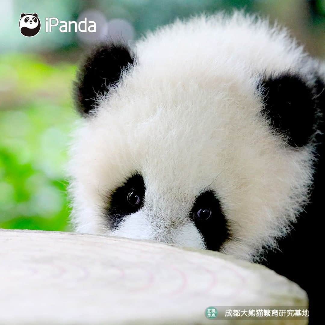 iPandaさんのインスタグラム写真 - (iPandaInstagram)「Are my eyes attractive enough? I don’t need the double eyelid surgery to make them look bigger or brighter, right? (Cheng Lang) 🐼 🐾 🐼 #panda #ipanda #animal #pet #adorable #China #travel #pandababy #cute #photooftheday #Sichuan #cutepanda #animalphotography #cuteness #cutenessoverload #giantpanda」12月25日 17時30分 - ipandachannel