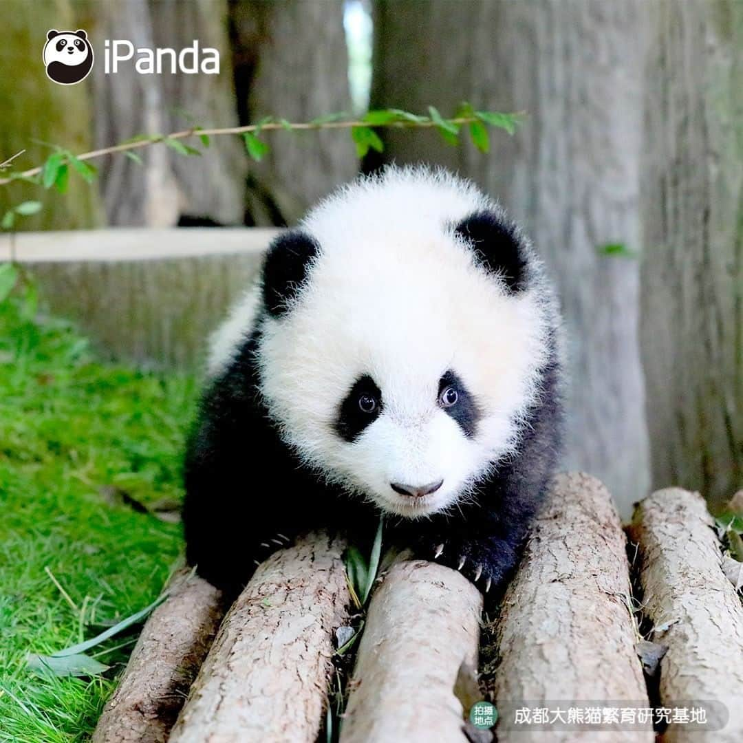 iPandaさんのインスタグラム写真 - (iPandaInstagram)「Are my eyes attractive enough? I don’t need the double eyelid surgery to make them look bigger or brighter, right? (Cheng Lang) 🐼 🐾 🐼 #panda #ipanda #animal #pet #adorable #China #travel #pandababy #cute #photooftheday #Sichuan #cutepanda #animalphotography #cuteness #cutenessoverload #giantpanda」12月25日 17時30分 - ipandachannel