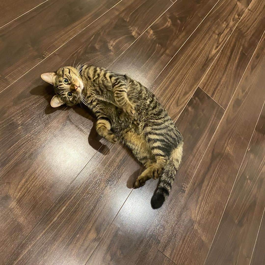 のインスタグラム：「Merry Xmas.  #soy #cat #floorheatingcat」