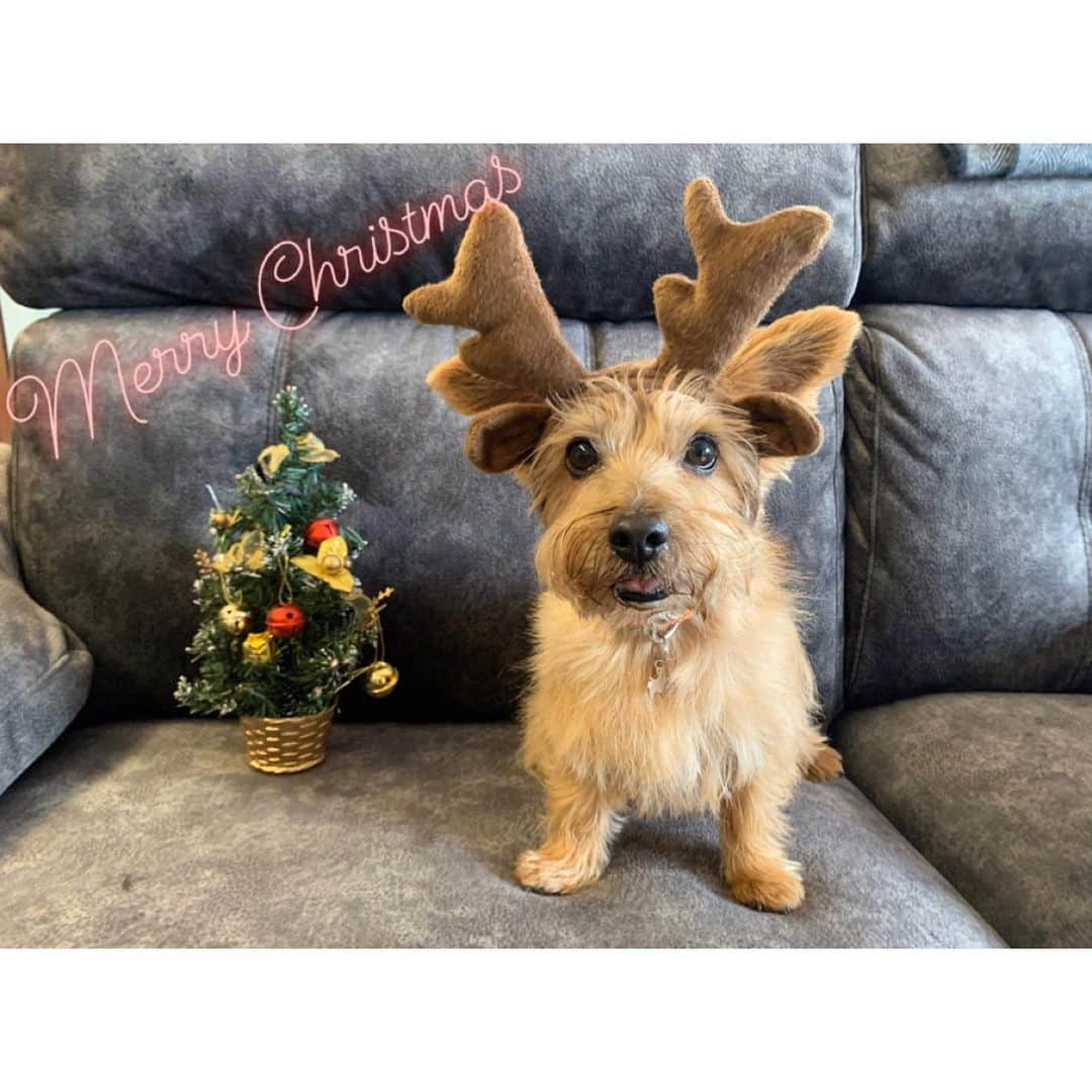 真野恵里菜さんのインスタグラム写真 - (真野恵里菜Instagram)「🎄🐶 #犬のいる暮らし #merrychristmas」12月25日 17時37分 - erinamano_official