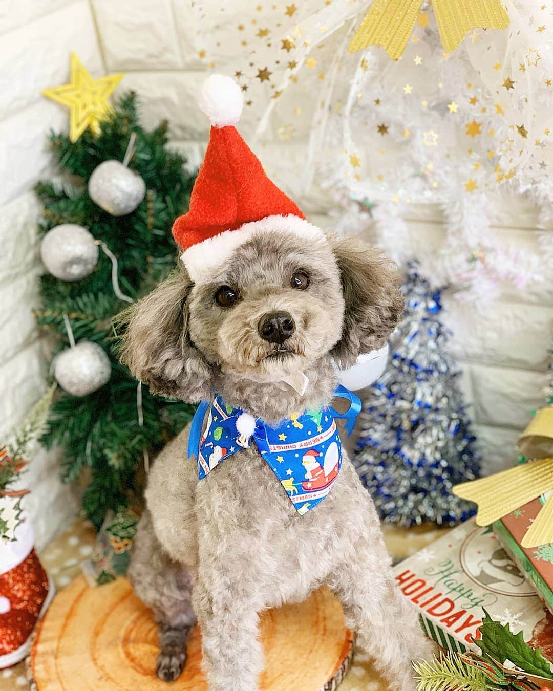 原田海さんのインスタグラム写真 - (原田海Instagram)「Here came Santa Claus!!🎅﻿😆 ﻿ #merrychristmas #happyholidays #instagood」12月25日 17時41分 - kai_hrd