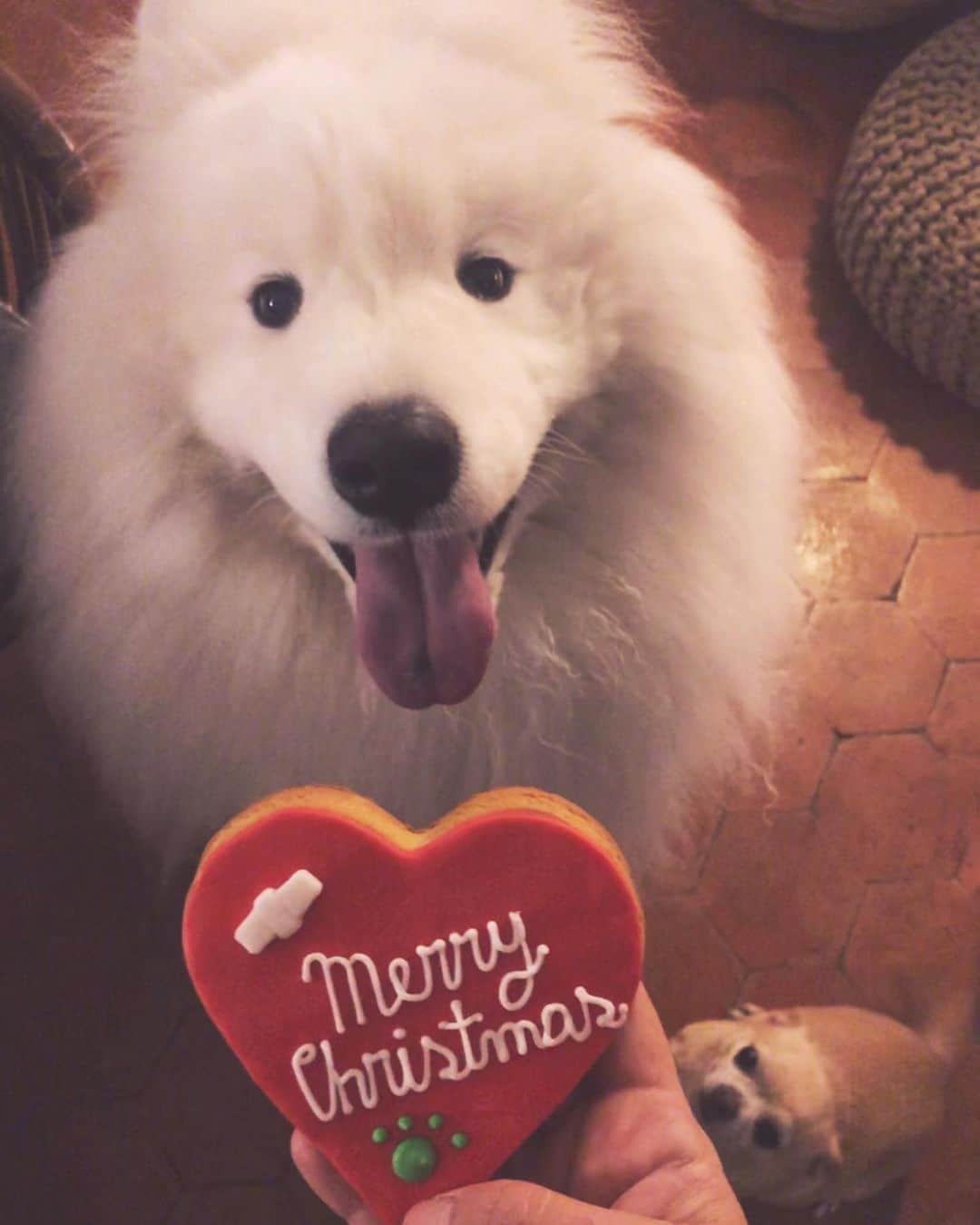 アリゼさんのインスタグラム写真 - (アリゼInstagram)「Le père Noël 🎅🏻 est passé !. #joyeuxnoel #family #samoyed #chihuahua」12月25日 17時55分 - alizeeofficiel
