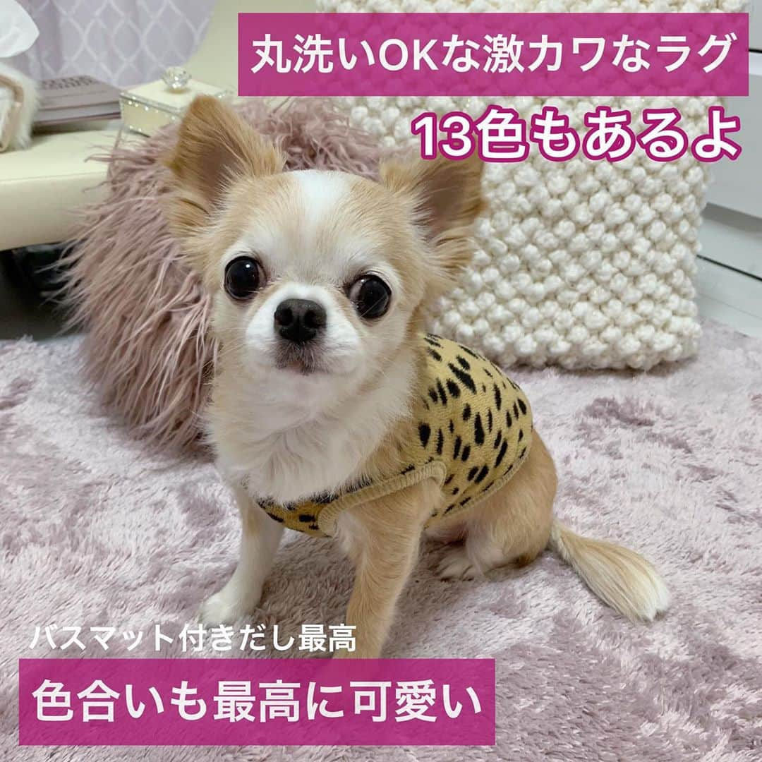 吉川ちかさんのインスタグラム写真 - (吉川ちかInstagram)「おすすめラグ 丸洗いOKだからペットを 飼ってるお家にも嬉しい🥺💓 . 楽天 アジア工房 . 洗えるラグマット マイクロファイバーフラッフィラグカーペット[130cm×190cm]長方形 . 価格 5390円 . ずっと値段が高いラグ使ってたけど丸洗いできないし ぽんちゃんいるから経済的なラグが 欲しくて見つけたのがこのラグ👍💕 . 丸洗い嬉しい…… ちなみに色はピンクベージュ めちゃくちゃ今の部屋に 合うから嬉しいのだ🤣💓 . #myroom#room#部屋#お部屋公開#一人暮らし#一人暮らし部屋 #女子部屋#インテリア#ラグ#カーペット#イッヌ」12月25日 17時51分 - yoshikawachika_1116