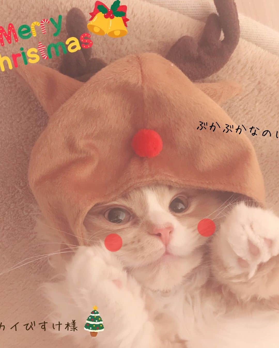 まんちの樹（マンチカンブリーダー）さんのインスタグラム写真 - (まんちの樹（マンチカンブリーダー）Instagram)「メリークリスマスNo.8🎄🎅🎄。 嫁婿に行った子達から 幸せなクリスマスおすそ分けをもらいました🎁。 1・2枚目→夢リンベビー：マロ君。 3・4枚目→夢リンベビー：ミルクちゃん。 5・6枚目→夢りんベビー：夢菜ちゃん。 7・8枚目→クルクルベビー：ビスケ君。 9枚目→りんごベビー：チャイちゃん。  #マンチカン#munchkin#スコティッシュフォールド#アメリカンショートヘア#ミヌエット #猫#ねこ#ネコ#neko#cat#ねこ部#猫部 #子猫#にゃんすたぐらむ#ねこすたグラム#猫好き#猫のいる暮らし#ねこのきもち#まんちの樹#猫ブリーダー#マンチカンブリーダー#クリスマス#クリスマス猫#コスプレ猫 #catstagram#instacat#catstagram#catlover#icutecat」12月25日 18時09分 - machiyominoura
