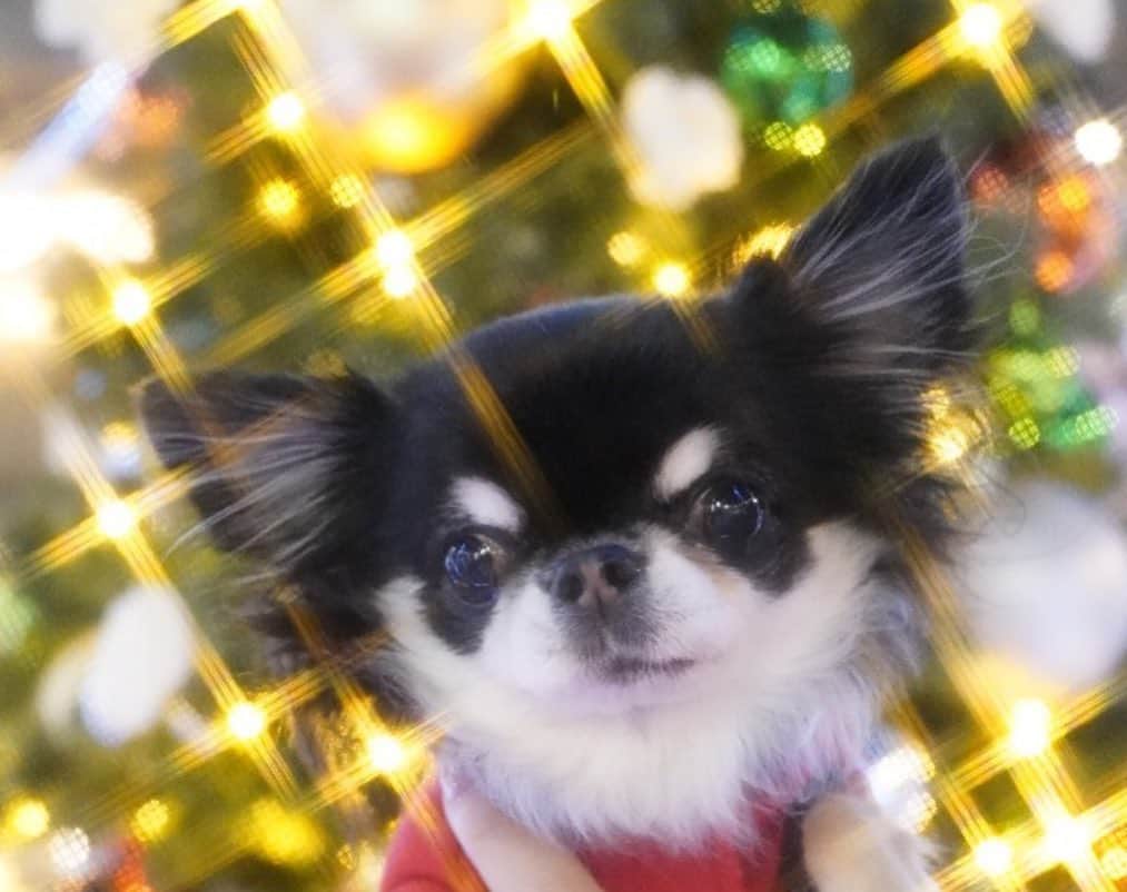 kayoさんのインスタグラム写真 - (kayoInstagram)「* * キラキラ⭐️クリスマス🎄✨✨✨✨ * * キラキラで撮ってもらったよ😍✨ * * カメラ楽しい📷❤️ * * #クリスマス #merrychristmas #chihuahua#chihuahualove#dogstgram#dog#instadog#チワワ#チワワ大好き * *」12月25日 18時09分 - kayo063