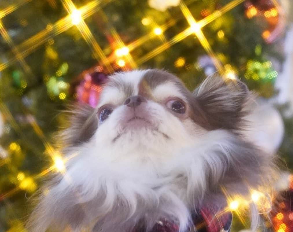 kayoのインスタグラム：「* * キラキラ⭐️クリスマス🎄✨✨✨✨ * * キラキラで撮ってもらったよ😍✨ * * カメラ楽しい📷❤️ * * #クリスマス #merrychristmas #chihuahua#chihuahualove#dogstgram#dog#instadog#チワワ#チワワ大好き * *」