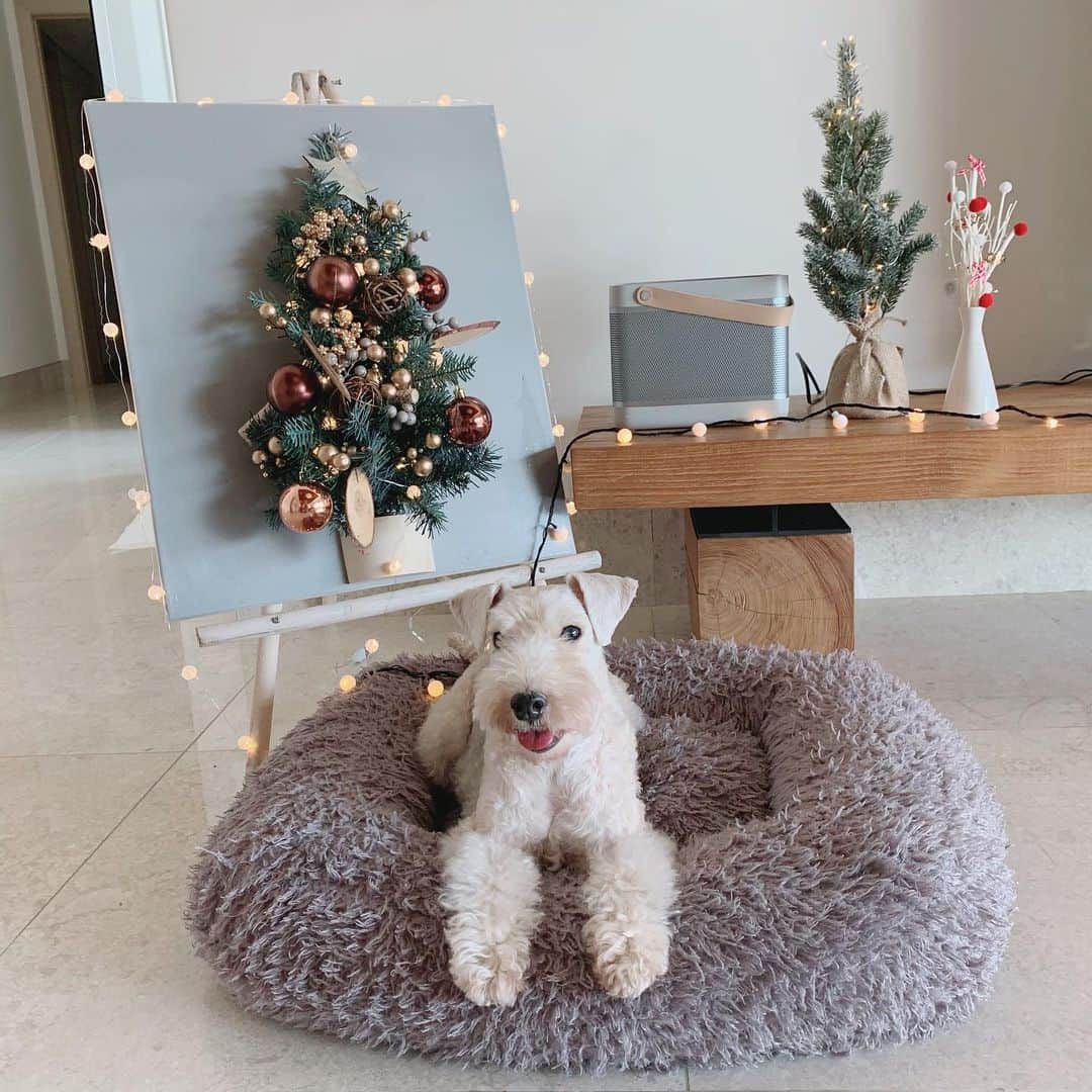 チョン・ユミのインスタグラム：「메리그린스마스.🐶🤶🎅🎄」