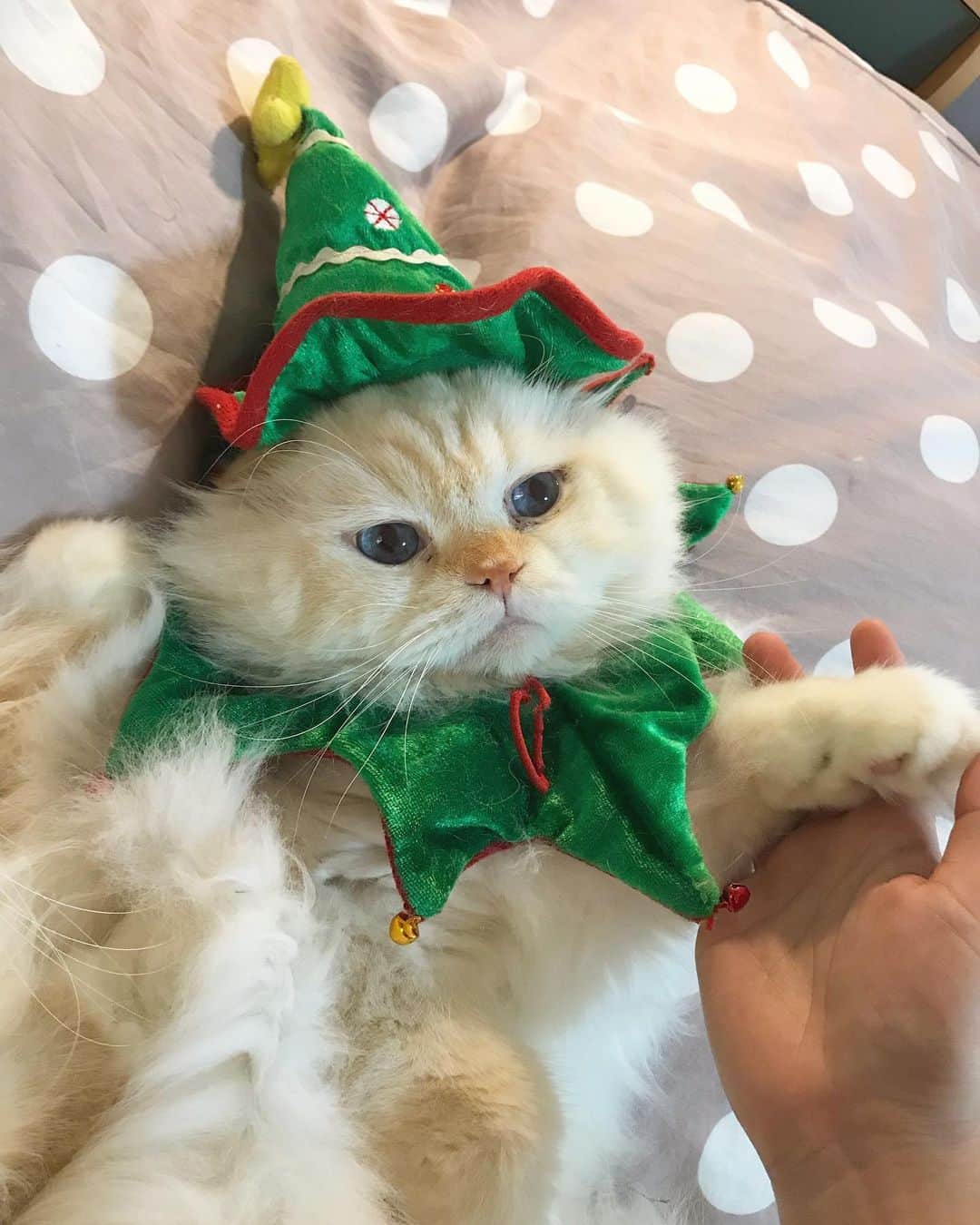 Haruのインスタグラム：「How to wake a Christmas tree 🎄 🦌 #gentleharper #christmastree #ตื่นเถอะคนดี」