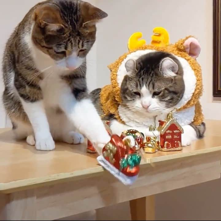 スノーのインスタグラム：「We heard our human want to celebrate #christmas 😈😼 • #merrychristmas to you and wish you much happiness not just today! • #troublemaker #9gagfunoff #catsofinstagram #cats_of_instagram #catstagram #meowed #cat #cats #kucing #gato #chat #catloversclub #catlover #9gag #weeklyfluff #pleasantcats #kedi #katze #kawaii #neko #instagramjapan #고양이 #кот #แมว #猫」