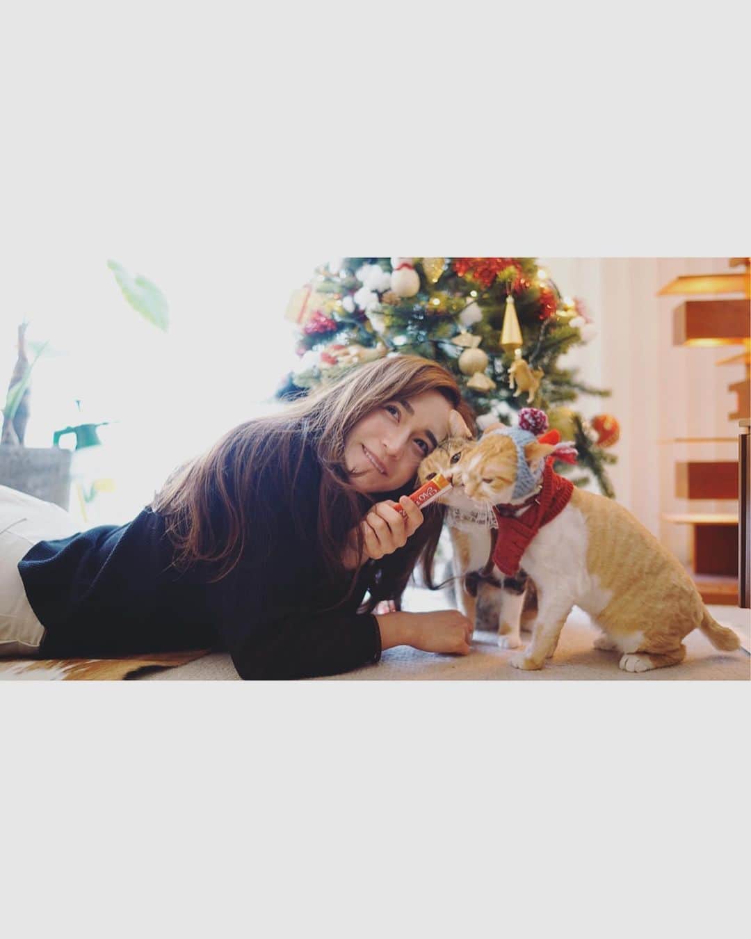 fukishaljさんのインスタグラム写真 - (fukishaljInstagram)「Happy holidays 🎅🏻❤️ Grandmama Santa knitted this blue wool beanie for Lemon and Tsuki 🍋🐈 祖母サンタから　れもんと　@ryoko___m 🏠のつきちゃんにブルーのニット帽子を編んでくれたのできねんに　☺️🎄 素敵なクリスマスをお過ごしください✨　#ちゅーる」12月25日 18時37分 - fukicammy_official