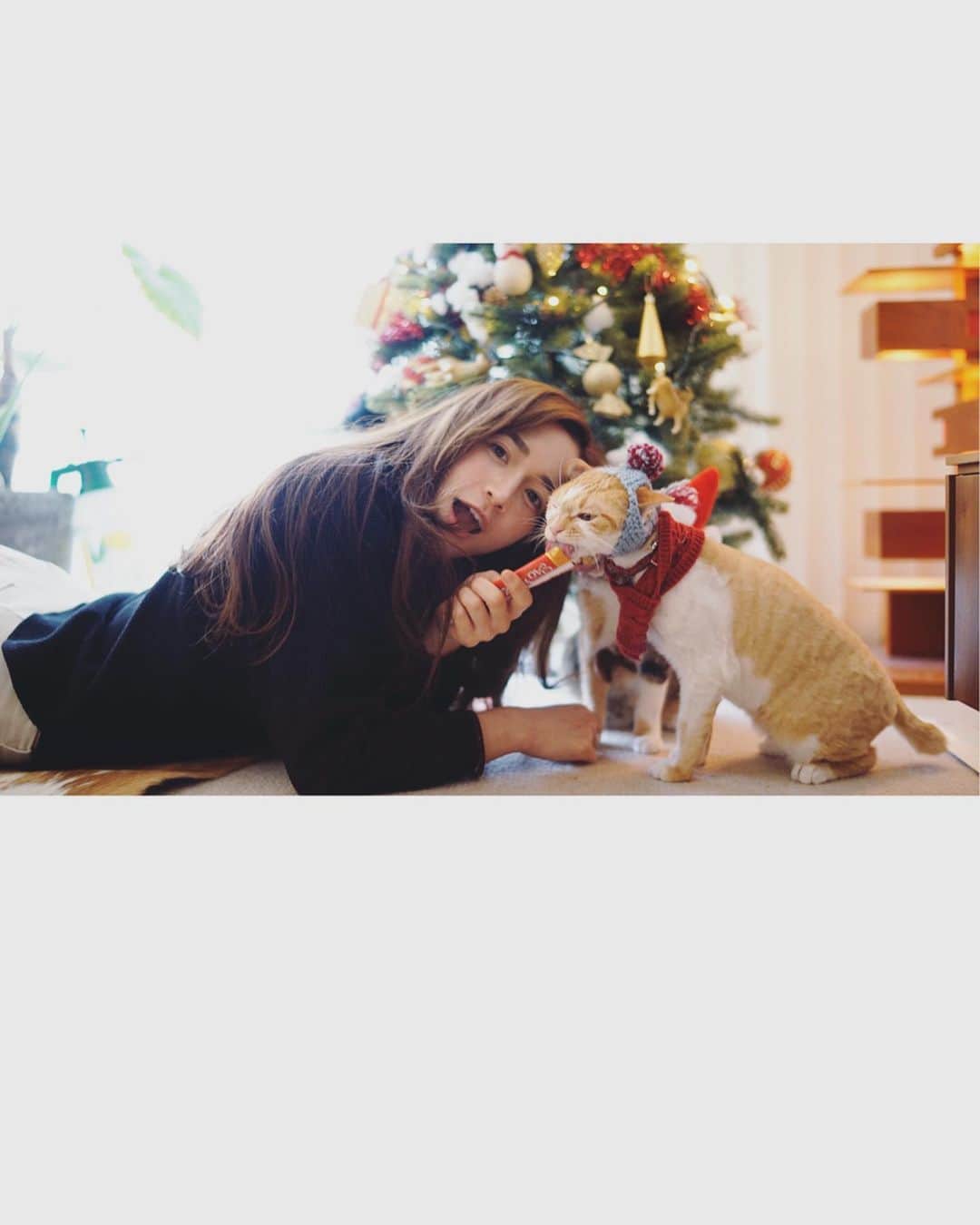 fukishaljさんのインスタグラム写真 - (fukishaljInstagram)「Happy holidays 🎅🏻❤️ Grandmama Santa knitted this blue wool beanie for Lemon and Tsuki 🍋🐈 祖母サンタから　れもんと　@ryoko___m 🏠のつきちゃんにブルーのニット帽子を編んでくれたのできねんに　☺️🎄 素敵なクリスマスをお過ごしください✨　#ちゅーる」12月25日 18時37分 - fukicammy_official