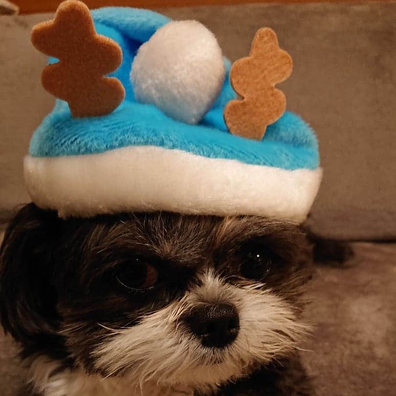 渡辺めぐみさんのインスタグラム写真 - (渡辺めぐみInstagram)「🌲✨🌲メリークリスマス🌲✨🌲 皆さん。素敵なChristmasをお過ごし下さい🎅  私は、和食のクリスマスディナーでした😊👍 パンダも、サンタ帽被ってメリークリスマス🎅  #クリスマス#Christmas#サンタ#クリスマスディナー #和食 #美味しい#ミックス犬 #mix犬 #チワワ#シーズー#ちわしーずー #チワシーズーの男の子 #chihuahua#shihtzu #instagrammer #instagramjapan #instagram #instagramgood #instagramlike」12月25日 18時38分 - meguheart