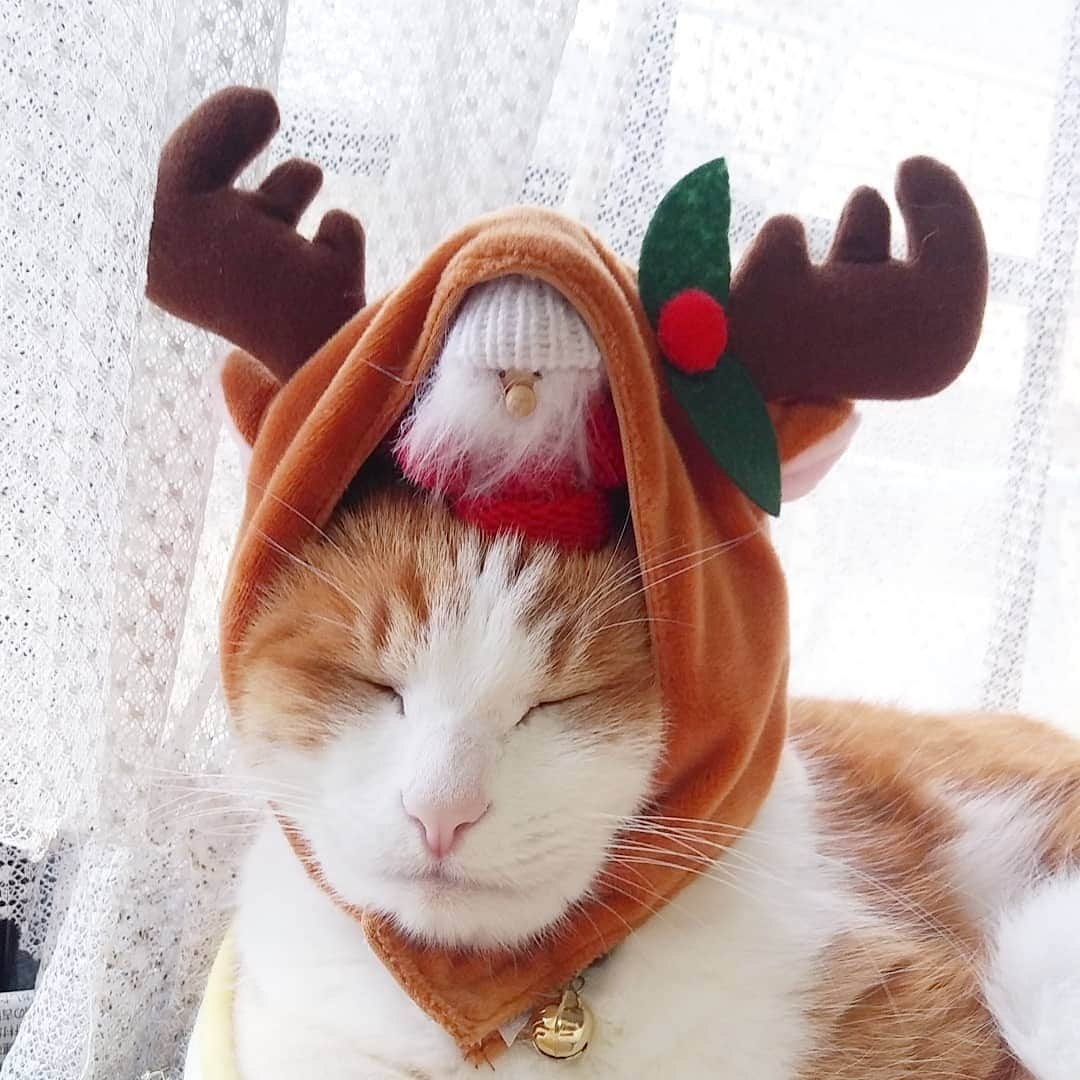 MiawMiawのインスタグラム：「皆様メリークリスマス🎄🎁⁣ ミャウミャウ公式アカウントです🐈⁣ ⁣ ただいま開催中のフォトコンテストの応募の中から⁣ 【 #冬猫miawmiaw2019 】を⁣ 付けていただいた方のフォトをご紹介いたします！⁣ ⁣ ━･･━･･━･･━･･━･･━･･━⁣ photo： @ryohazymoon さん⁣ ━･･━･･━･･━･･━･･━･･━⁣ ⁣ あれれ、トナカイのあたまから、⁣ サンタ🎅さんがひょっこり…😻💕⁣ ⁣ フォトコンテストへのご応募ありがとうございました💫⁣ _____________________________________⁣ ⁣ ただいまMiawMiaw冬のフォトコンテスト開催中😸❗❗⁣ ⁣ 当アカウントをフォロー＆素敵な猫ちゃんのお写真を投稿をしてくださった方の中から＼合計18名様／に、豪華賞品をプレゼント致します✨⁣ ⁣ ＜参加方法＞⁣ ① @miawmiaw_series (ミャウミャウ公式アカウント)をフォロー⁣ ② 応募テーマに合ったお写真を撮影する（過去に撮影したお写真の投稿も可)⁣ ③ 下記のフォトコン専用ハッシュタグの中から、一つ選んで投稿する（複数応募・複数枚投稿可）⁣ ※キャンペーン期間外(過去投稿)の投稿に応募ハッシュタグを付けた場合はキャンペーンの応募対象外とさせていただきます。ご了承ください。⁣ ※並行して開催中のフォトコンテストへ同時にご応募いただくことも可能です。⁣ ⁣ ＜フォトコン専用ハッシュタグ＞⁣ ①～②のいずれかの応募テーマを選択し、指定のハッシュタグを付けて投稿してください♪⁣ 【①猫ちゃんのリラックスしているフォト】⁣ #リラックスmiawmiaw2019冬⁣ ※「2019冬」を付けていただかないと今回の応募の対象になりませんのでご注意ください。⁣ ⁣ ⁣ 【②猫ちゃんと冬にちなんだフォト】⁣ #冬猫miawmiaw2019⁣ ⁣ フォトコンテスト期間中、指定のハッシュタグでご参加いただいている方を、⁣ 当アカウントでご紹介させていただくこともございます😻⁣ ⁣ ＜募集期間＞⁣ 2019年11月1日(金)～2020年1月31日(金)23:59まで⁣ ⁣ ＜賞品＞⁣ 大賞✨（2名さま ※各ハッシュタグ×1名さまずつ）投稿フォト入りオリジナル爪とぎ＋MiawMiaw商品詰め合わせ⁣ 金賞✨（6名さま ※各ハッシュタグ×3名さまずつ）オリジナルQUOカード2枚セット（800円分）＋MiawMiaw商品詰め合わせ⁣ 銀賞✨（10名さま ※各ハッシュタグ×5名さまずつ）MiawMiaw商品詰め合わせ⁣ ※賞品の画像はイメージです。変更になる場合がございます。⁣ ⁣ ＜入選者様へのご連絡＞⁣ 入選者発表は2⽉下旬を予定しております。⁣ 入選者の⽅には Instagram上のDMにてご連絡致します。⁣ ⁣ ＜ご注意＞⁣ ＊本キャンペーンにご参加いただくことにより、本募集要項に同意いただいたものとみなします（未成年の方については、親権者に同意いただいたものとみなします）。⁣ ＊選考時に、アカウントフォロー及び指定のハッシュタグ投稿を継続いただいていることが確認できない場合、選考の対象から外れることがあります。フォトコンテスト終了からおおむね1か月程度、参加条件に達する状態を継続いただくことをお勧めします。⁣ ＊アカウントを非公開設定にしている場合は選考対象外となります。⁣ ＊再選考は行いません。⁣ ＊入選者は、配送の都合で日本国内にお住まいの方に限らせていただきます。⁣ ＊企業アカウントからのご応募は選考対象外となります。⁣ ＊賞品の返品・交換はできませんのでご了承くださいませ。⁣ ＊賞品の転売は禁止させていただきます。⁣ ＊通信環境の問題でDMが不着となった場合、又はご当選通知のDMに記載の手続きを履行いただけない場合、ご入選の資格は無効となります。⁣ ＊賞品画像はイメージとなります。⁣ ＊本キャンペーン参加にあたって生じるインターネット接続料や通信料、当選連絡DMに記載の手続を履践するにあたって生じる諸費用は、ご本人様の負担となります。⁣ ＊本キャンペーンで投稿いただいた写真や動画は、当社公式Instagramアカウントにてご紹介させていただく場合がございます。なお、このご紹介は選考結果とは関係がありません。⁣ ⁣ たくさんのご応募お待ちしております！⁣ ⁣ ⁣ #miawmiaw #ミャウミャウ⁣ #令和miawmiaw #冬猫miawmiaw2019 #リラックスmiawmiaw2019冬 #フォトコンテスト #コンテスト #プレゼント企画 #プレゼント #プレゼントキャンペーン #キャンペーン開催中 #キャンペーン #ねこのいる生活 #ねこばか #ネコ好き #猫 #ねこ #ネコ #にゃんこ #猫部 #ねこ部 #キャットフード #猫好きさんと繋がりたい #猫好き #にゃんこ部」