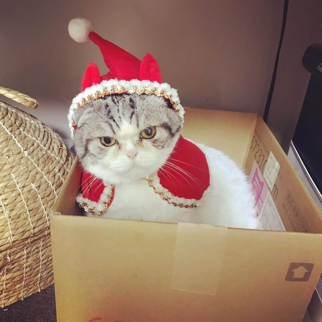 栗原まもるのインスタグラム：「メリークリスマス🎄 今日はボーカルスクールの半年に一度のテストでした。…あんまりうまくいきませんでした。 ペン入れはもちろん進んではいるけど思うように進まず〜。 原稿が落ちる瀬戸際とかいう状況にならないと人は疲れでペースダウンしていくものですよ…。疲れをねじ伏せる恐怖がないと…。 でも無理した後のリカバリーが大変なので今回はとにかくコツコツと進めます。 歌も仕事も課題がいっぱーい。」