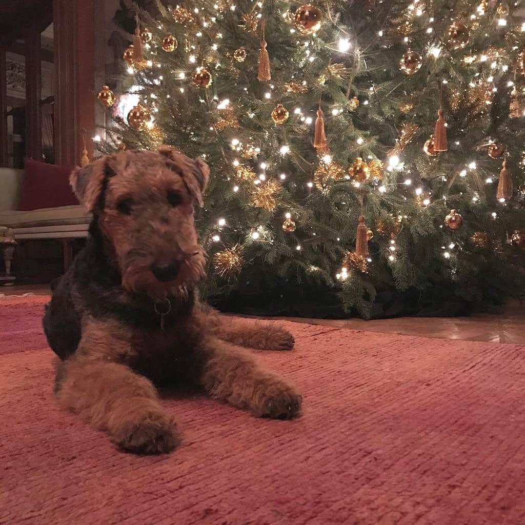 ドリス・ヴァン・ノッテンさんのインスタグラム写真 - (ドリス・ヴァン・ノッテンInstagram)「Time to introduce our new companion, Scott. A nine months old darling Airedale (thank you François and Gerda). Merry Christmas and wish you all nice holidays!  #driesvannoten #merrychristmas #compagnonderoute #airedale #airedaleterrier #dogsofinstagram」12月25日 19時32分 - driesvannoten