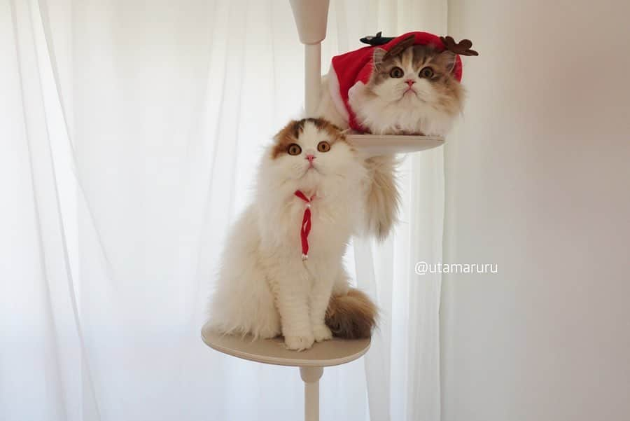 詩丸さんのインスタグラム写真 - (詩丸Instagram)「Merry Christmas❤️🎅🎄✨ .  メリークリスマスにゃん〜❤️🎅🎄✨ .  Komachi & Tsumugi🐱 .  #クリスマス #トナカイ #christmas #merrychristmas #xmas #🎅 #🐱 #🐈」12月25日 19時46分 - utamaruru