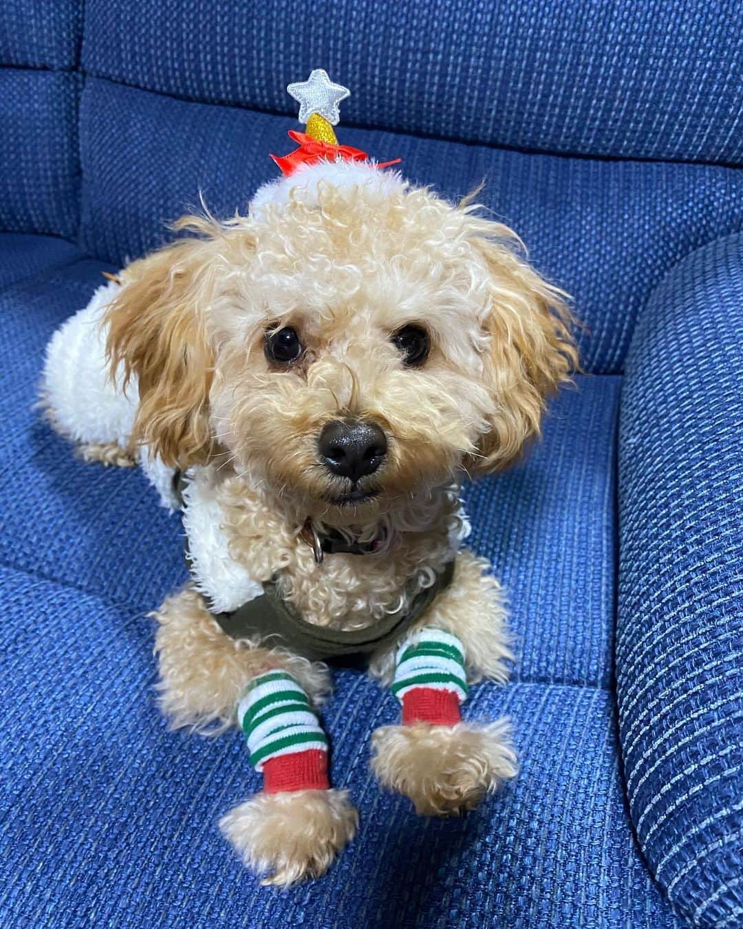 のインスタグラム：「Merry Xmas🎄 #てん #茂木力也」