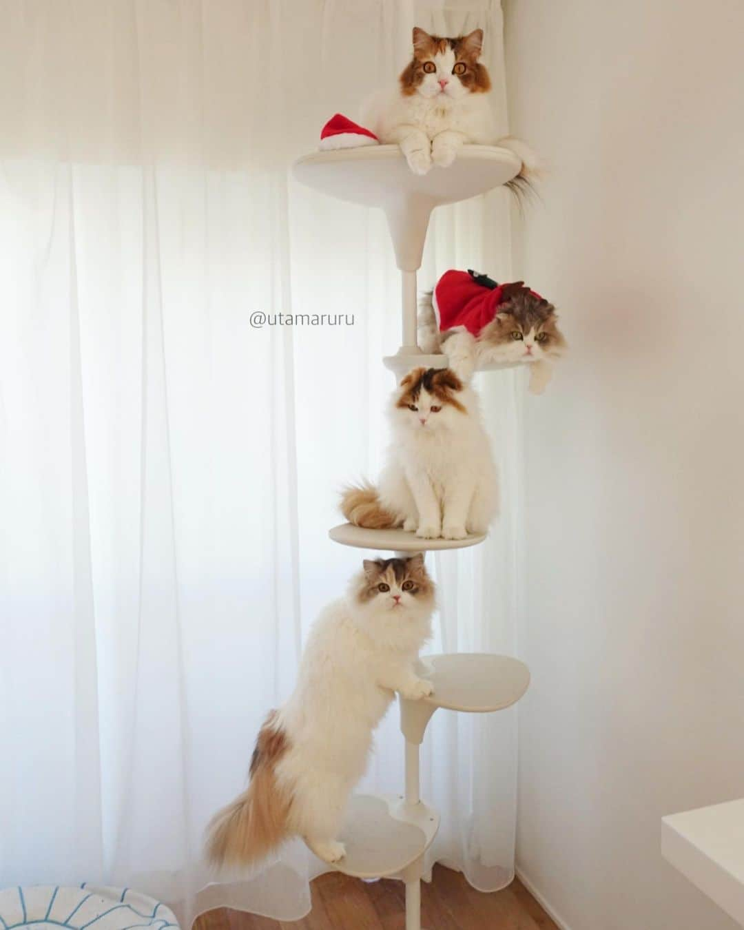 詩丸さんのインスタグラム写真 - (詩丸Instagram)「Christmas 'cat' tree..!🎄😏🐈✨ .  我が家にはクリスマスツリーならぬ、 ネコツリーがあります🎄😏🐈✨ .  上からお花、詩丸、紬、小町です🐱❤️ #ChristmasTree #cattree #xmas  #クリスマスツリー #🎄 #🎅」12月25日 19時59分 - utamaruru